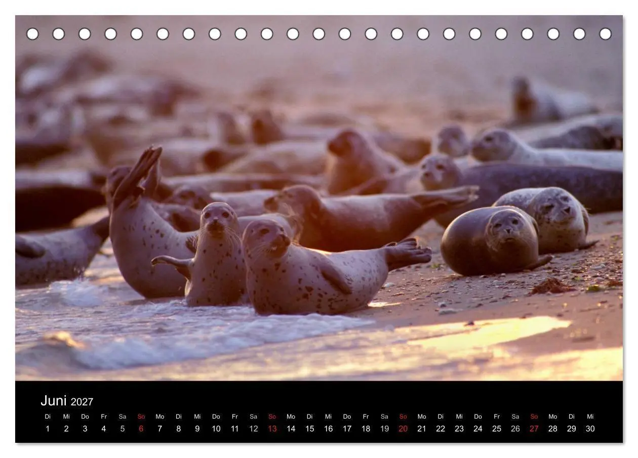 Bild: 9783594026885 | Faszination Kegelrobben und Seehunde 2027 (Tischkalender 2027 DIN...
