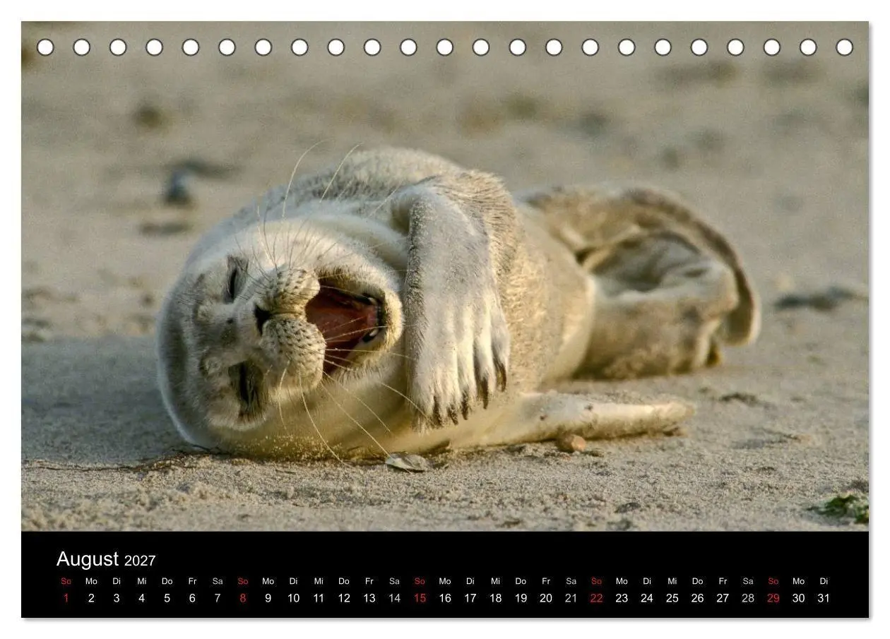 Bild: 9783594026885 | Faszination Kegelrobben und Seehunde 2027 (Tischkalender 2027 DIN...