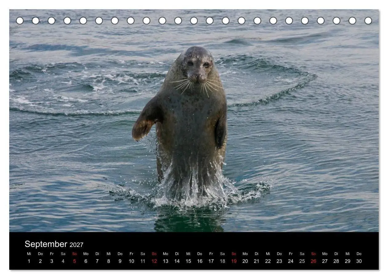 Bild: 9783594026885 | Faszination Kegelrobben und Seehunde 2027 (Tischkalender 2027 DIN...