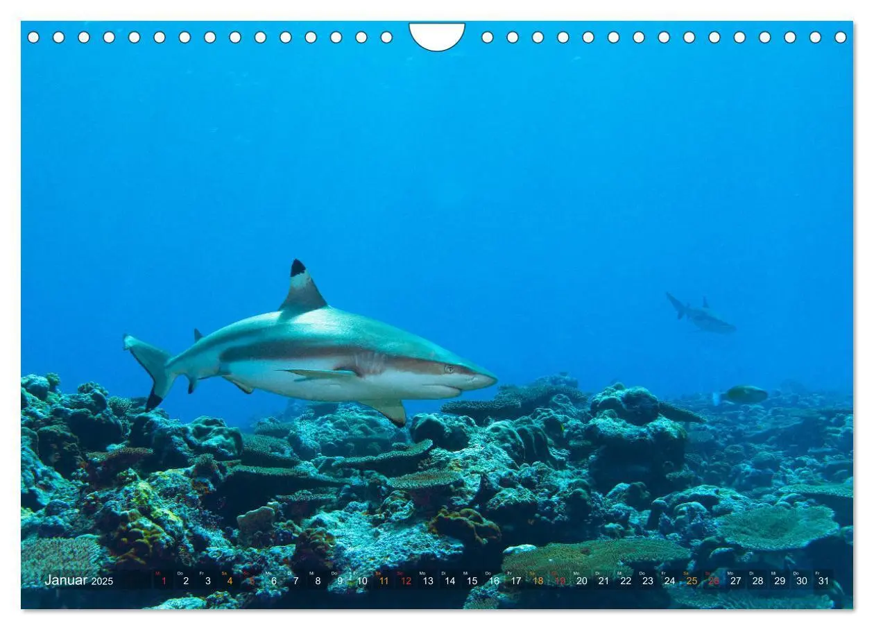 Bild: 9783435306985 | Mikronesien: Yap und Palau (Wandkalender 2025 DIN A4 quer),...