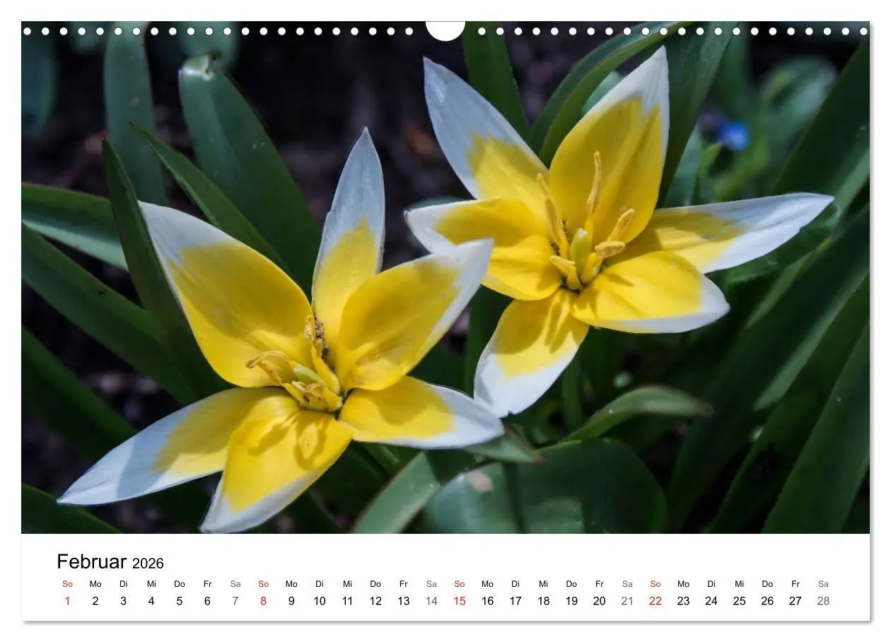 Bild: 9783457946985 | Paradies Naturgarten (Wandkalender 2026 DIN A3 quer), CALVENDO...
