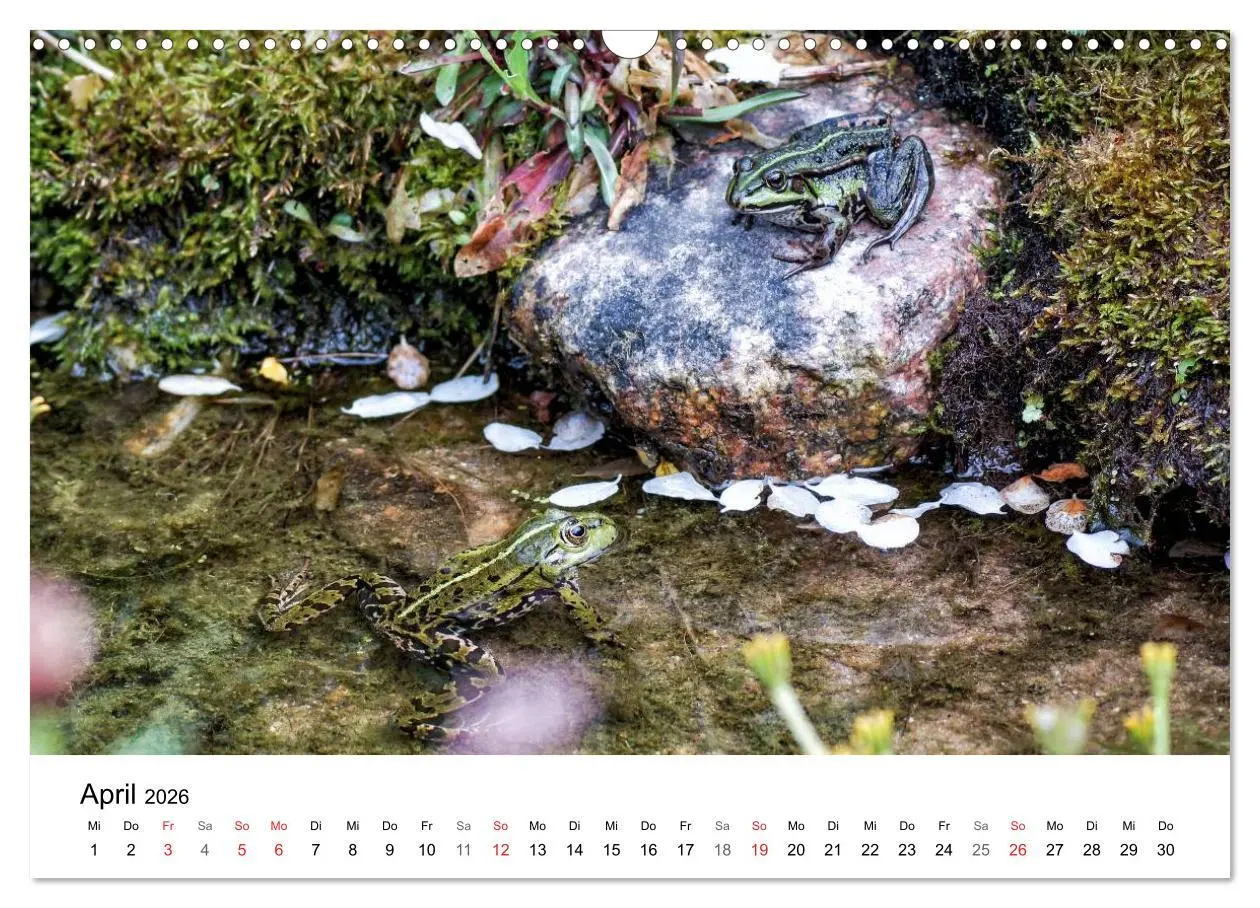 Bild: 9783457946985 | Paradies Naturgarten (Wandkalender 2026 DIN A3 quer), CALVENDO...