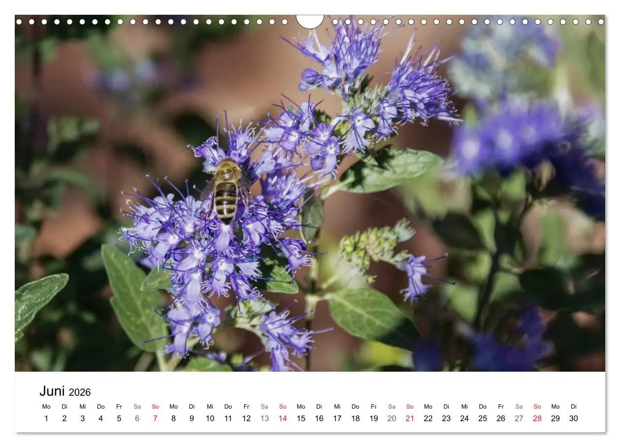 Bild: 9783457946985 | Paradies Naturgarten (Wandkalender 2026 DIN A3 quer), CALVENDO...