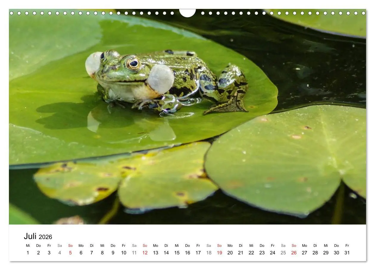 Bild: 9783457946985 | Paradies Naturgarten (Wandkalender 2026 DIN A3 quer), CALVENDO...