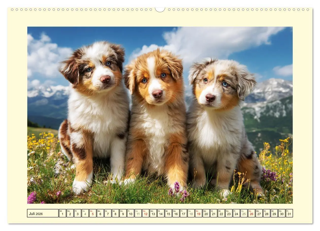 Bild: 9783516167085 | Australian Shepherd. Wanderfreude auf Pfoten im Bergsommer...