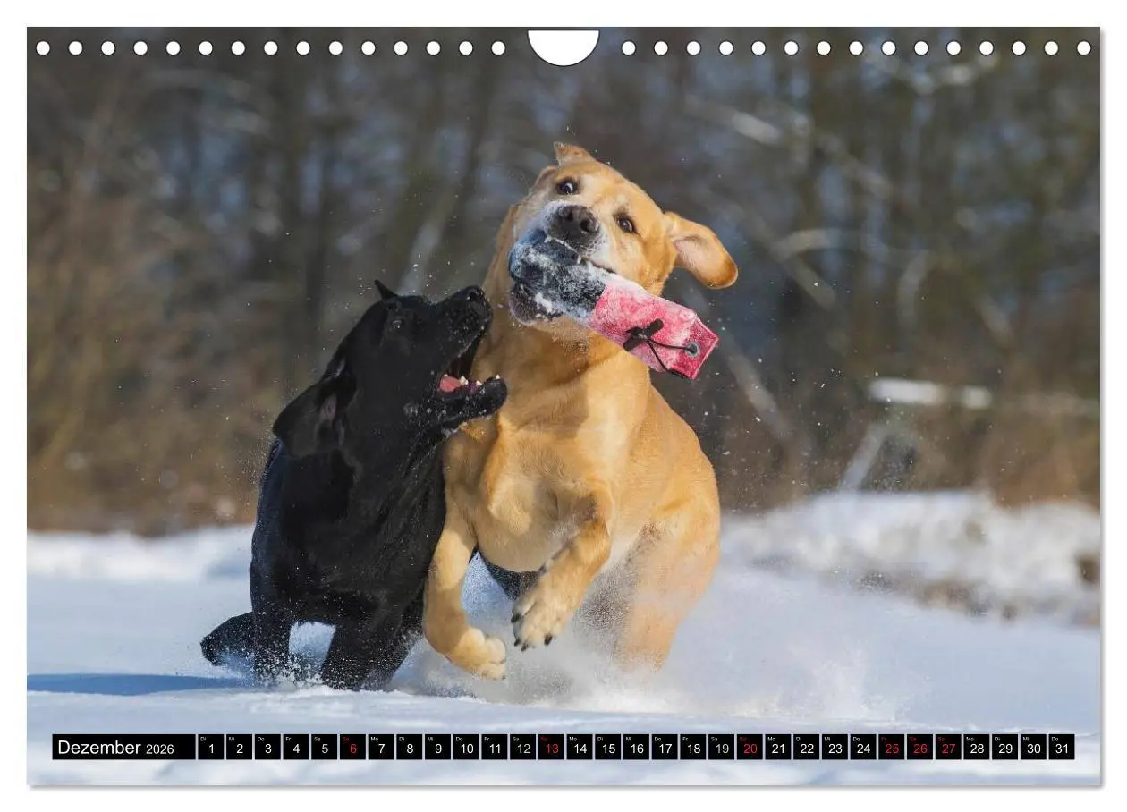 Bild: 9783516087185 | Labrador Retriever - ein Herz auf 4 Pfoten (Wandkalender 2026 DIN...