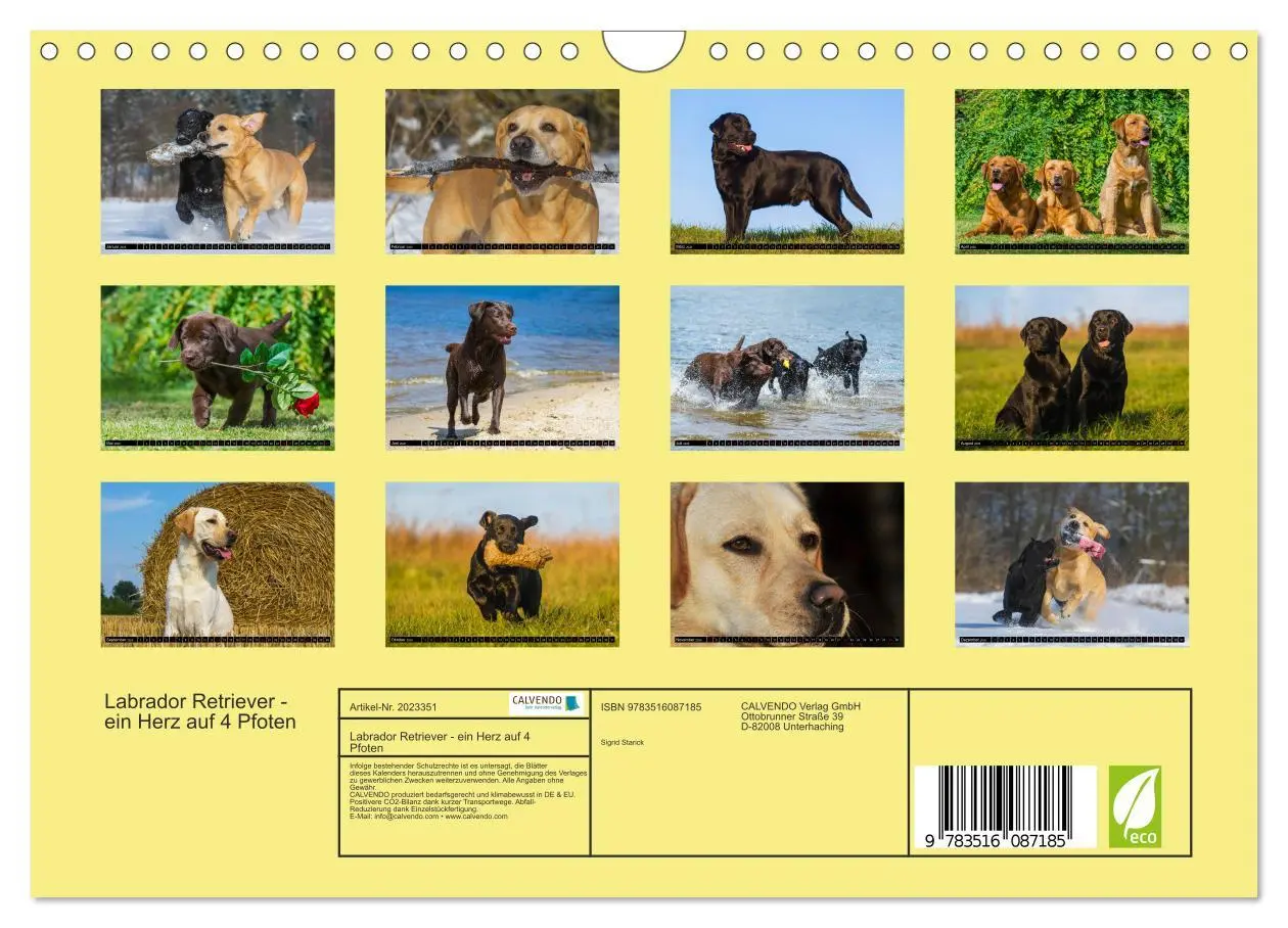 Bild: 9783516087185 | Labrador Retriever - ein Herz auf 4 Pfoten (Wandkalender 2026 DIN...