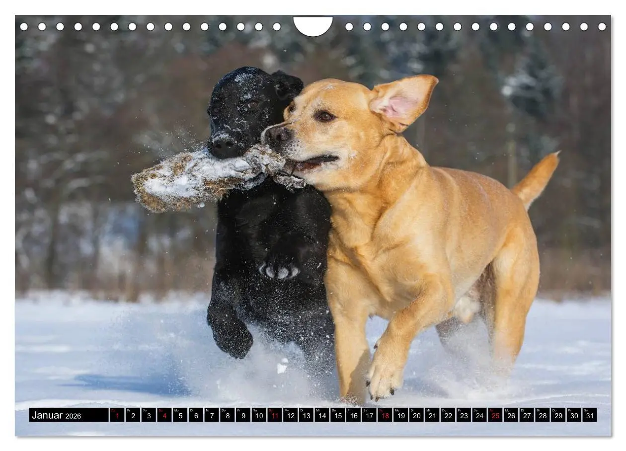 Bild: 9783516087185 | Labrador Retriever - ein Herz auf 4 Pfoten (Wandkalender 2026 DIN...