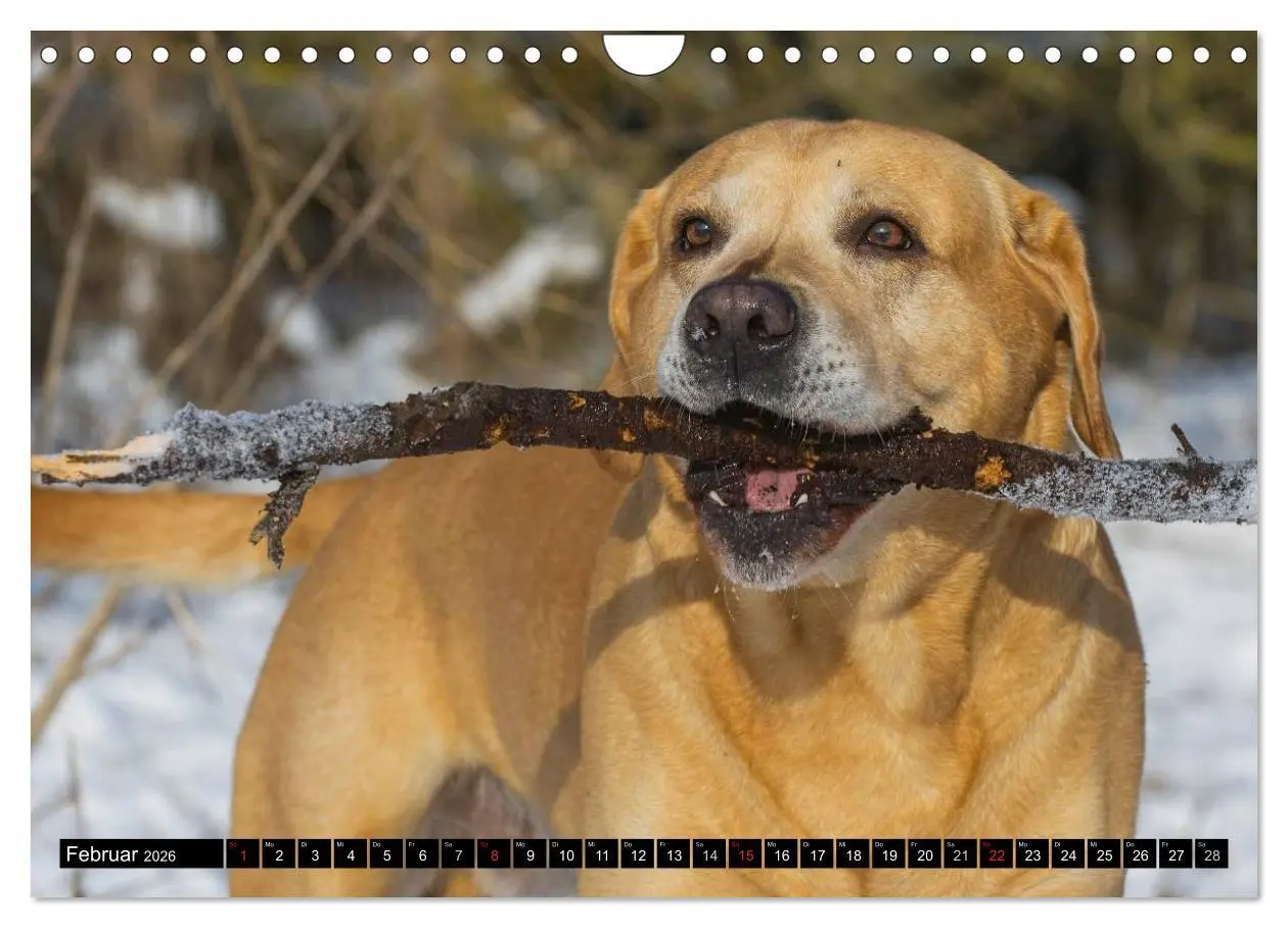 Bild: 9783516087185 | Labrador Retriever - ein Herz auf 4 Pfoten (Wandkalender 2026 DIN...