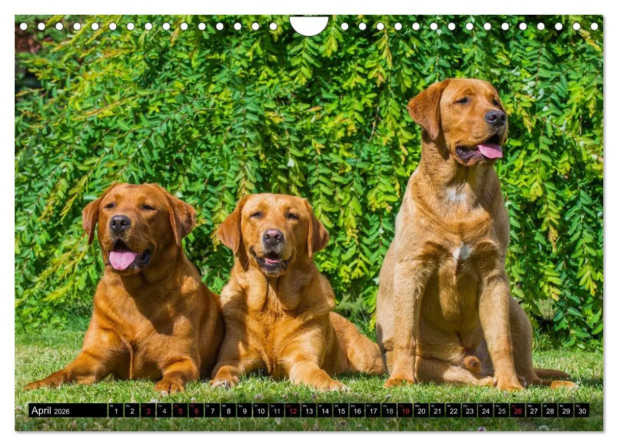 Bild: 9783516087185 | Labrador Retriever - ein Herz auf 4 Pfoten (Wandkalender 2026 DIN...