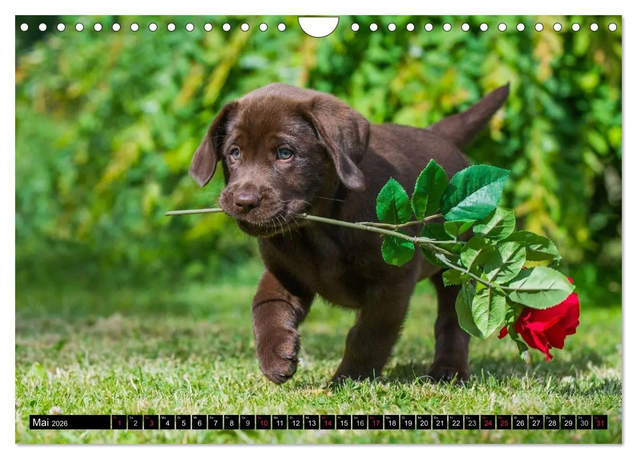 Bild: 9783516087185 | Labrador Retriever - ein Herz auf 4 Pfoten (Wandkalender 2026 DIN...