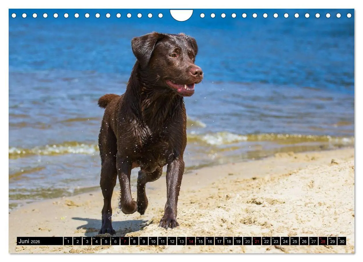 Bild: 9783516087185 | Labrador Retriever - ein Herz auf 4 Pfoten (Wandkalender 2026 DIN...