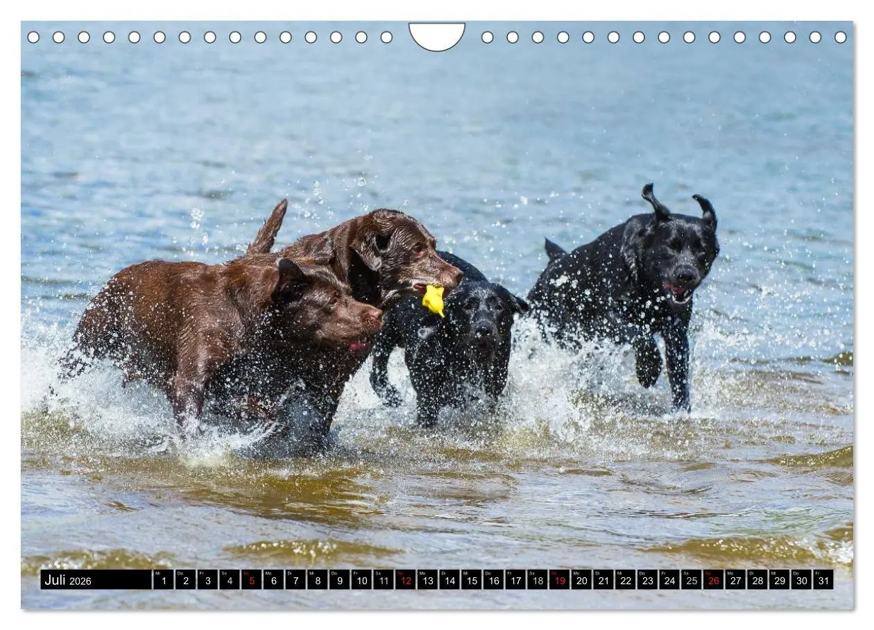 Bild: 9783516087185 | Labrador Retriever - ein Herz auf 4 Pfoten (Wandkalender 2026 DIN...