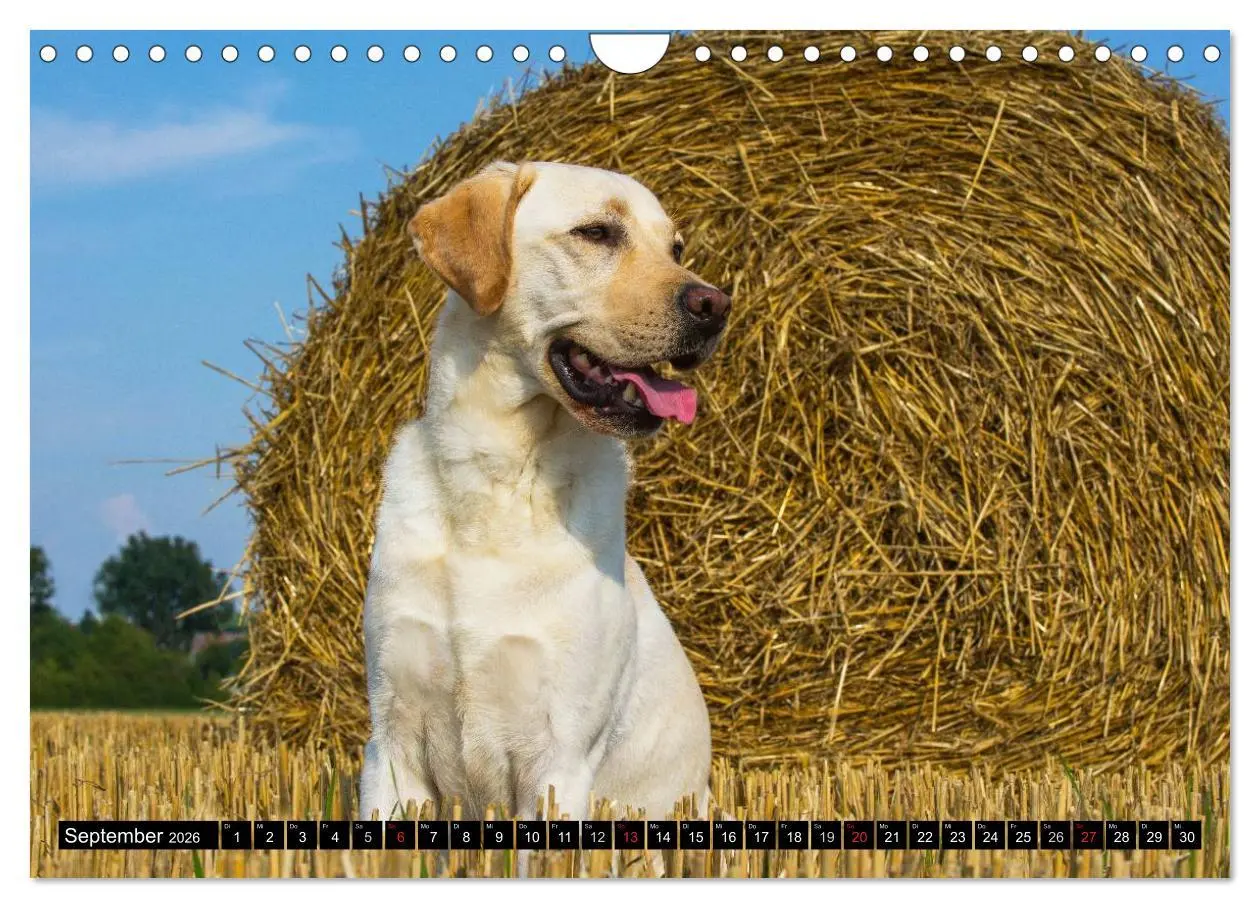 Bild: 9783516087185 | Labrador Retriever - ein Herz auf 4 Pfoten (Wandkalender 2026 DIN...