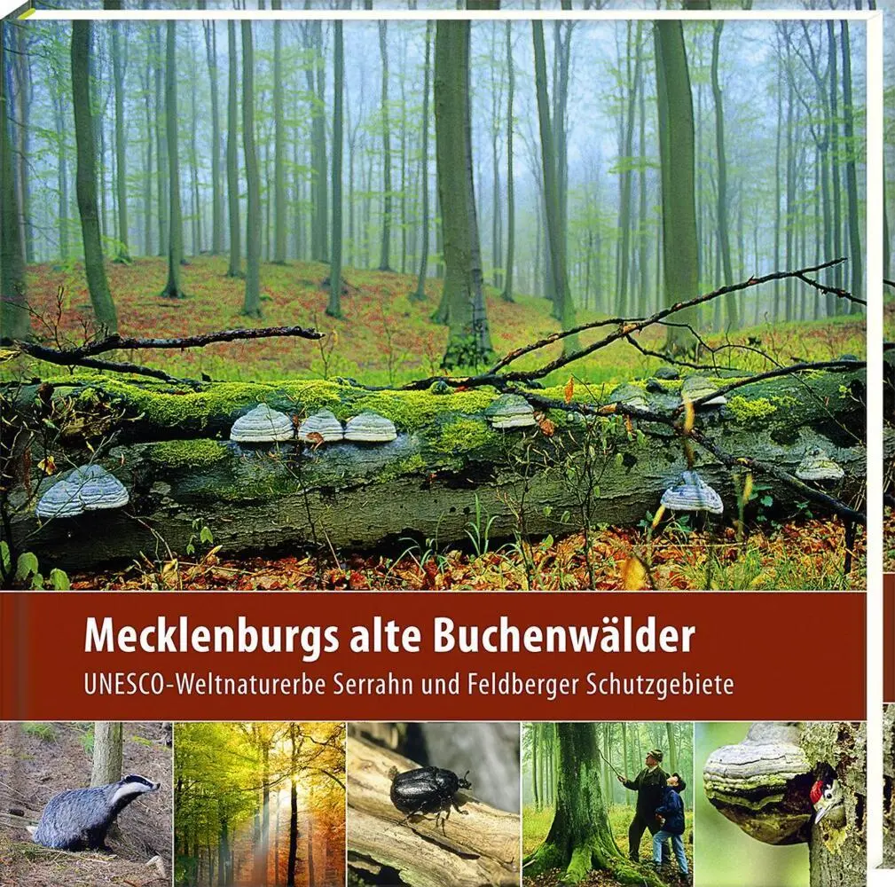 Cover: 9783942477185 | Mecklenburgs alte Buchenwälder | Klaus Borrmann | Buch | Gebunden