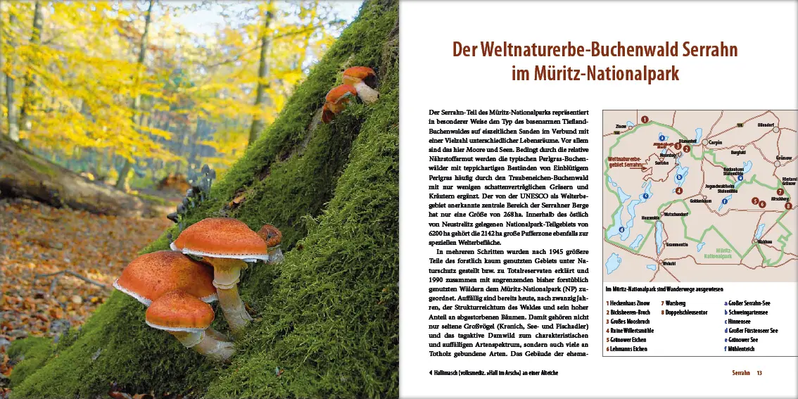 Bild: 9783942477185 | Mecklenburgs alte Buchenwälder | Klaus Borrmann | Buch | Gebunden