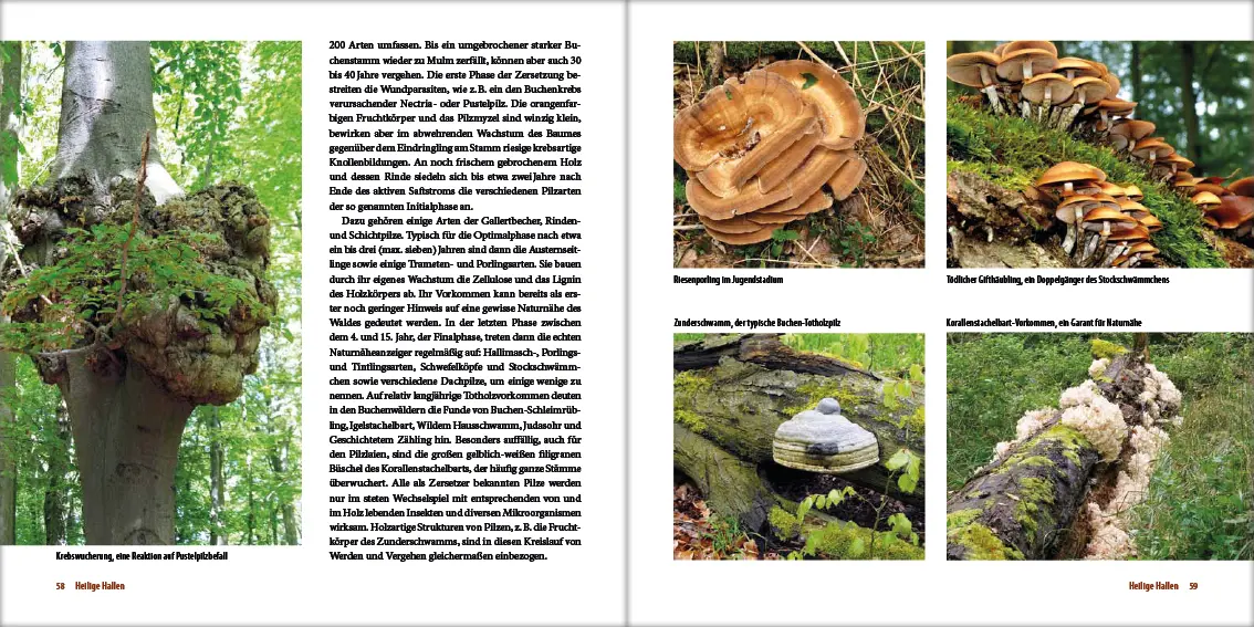 Bild: 9783942477185 | Mecklenburgs alte Buchenwälder | Klaus Borrmann | Buch | Gebunden