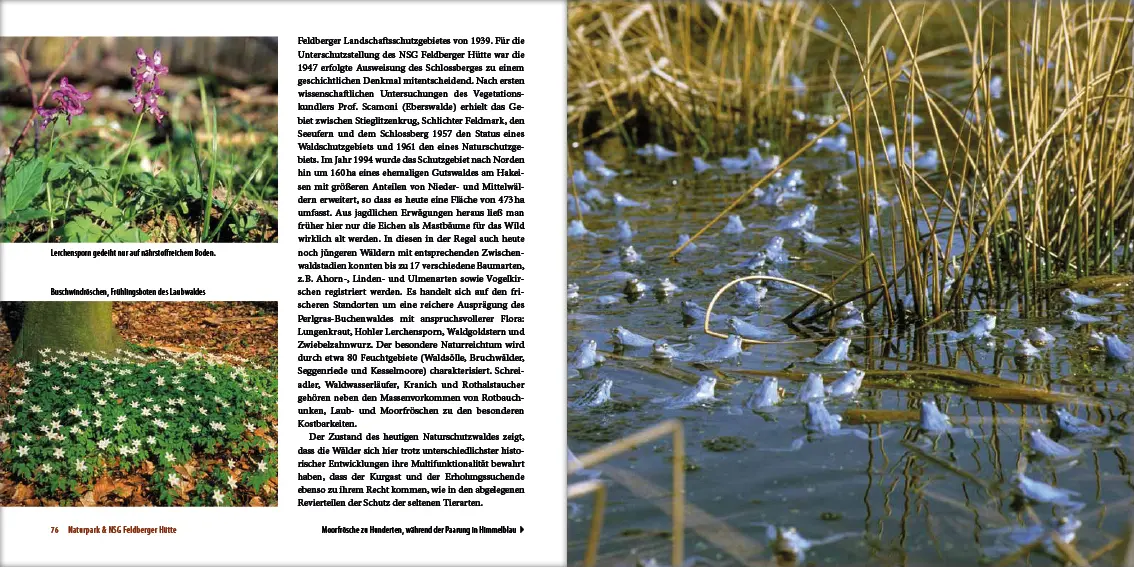 Bild: 9783942477185 | Mecklenburgs alte Buchenwälder | Klaus Borrmann | Buch | Gebunden