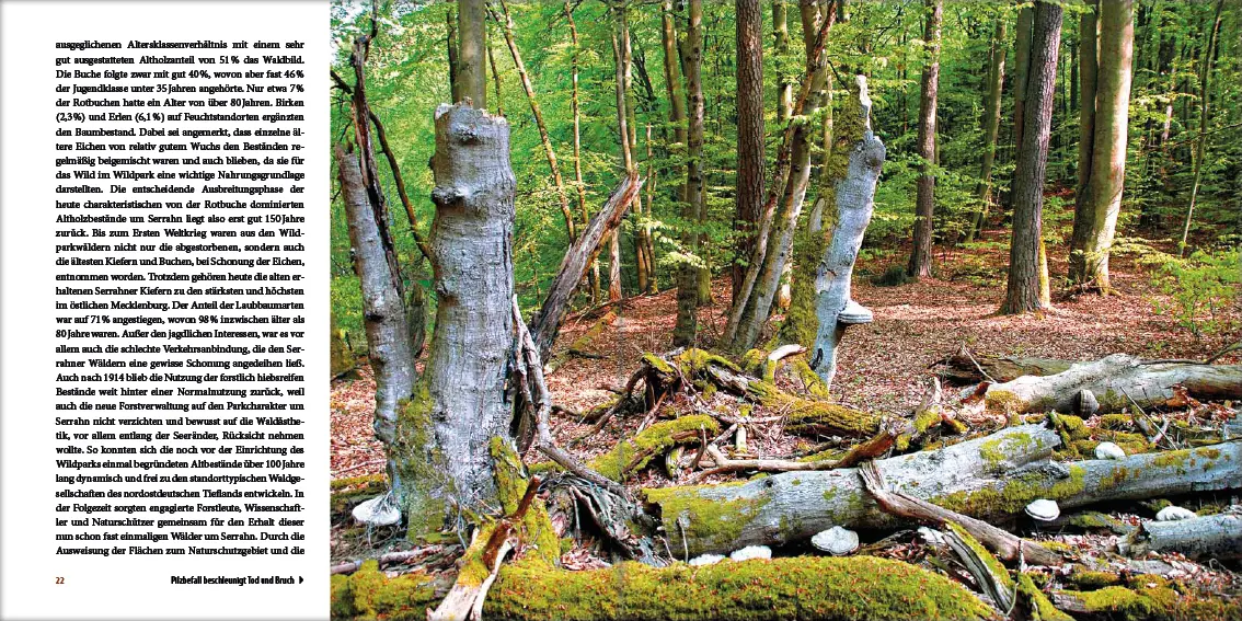 Bild: 9783942477185 | Mecklenburgs alte Buchenwälder | Klaus Borrmann | Buch | Gebunden