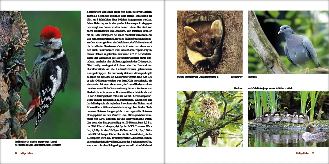 Bild: 9783942477185 | Mecklenburgs alte Buchenwälder | Klaus Borrmann | Buch | Gebunden