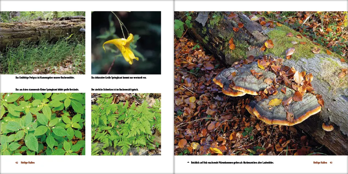 Bild: 9783942477185 | Mecklenburgs alte Buchenwälder | Klaus Borrmann | Buch | Gebunden