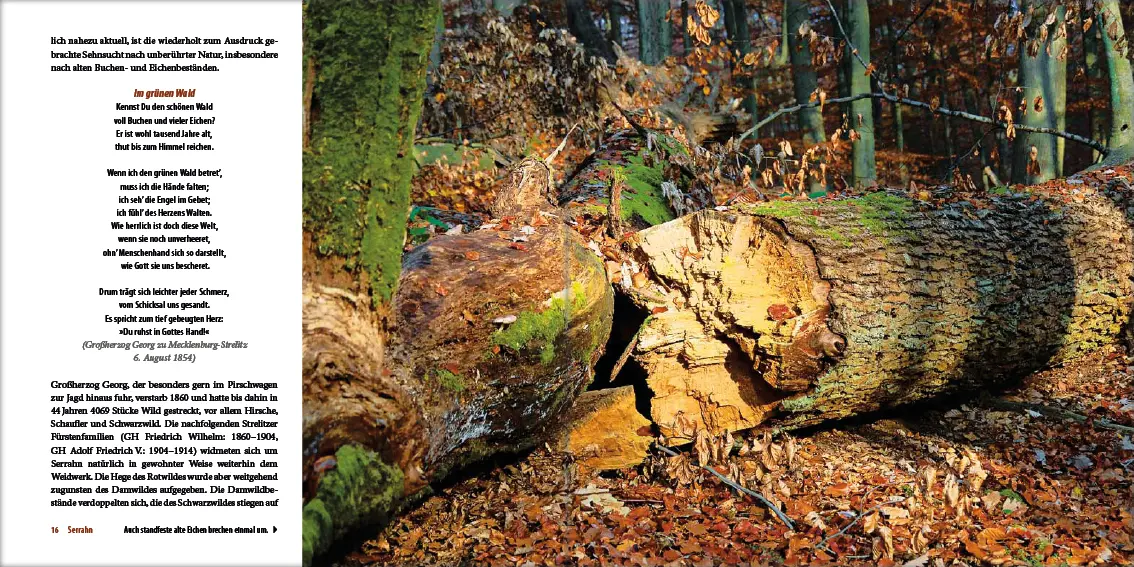Bild: 9783942477185 | Mecklenburgs alte Buchenwälder | Klaus Borrmann | Buch | Gebunden