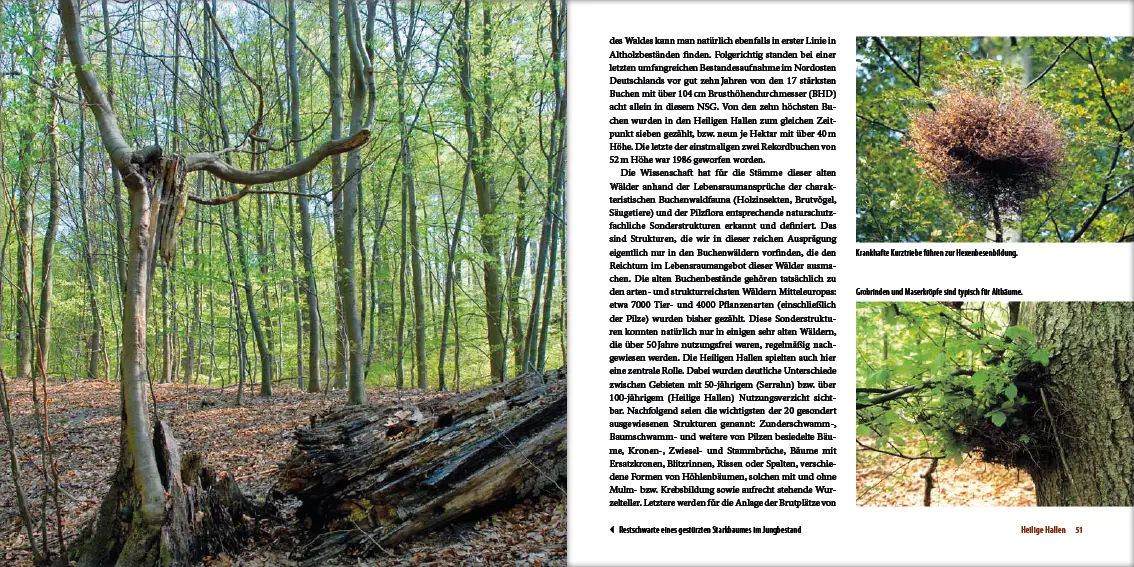 Bild: 9783942477185 | Mecklenburgs alte Buchenwälder | Klaus Borrmann | Buch | Gebunden