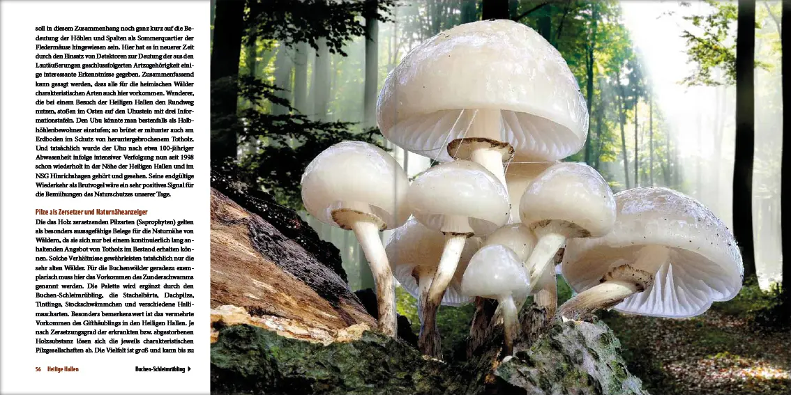 Bild: 9783942477185 | Mecklenburgs alte Buchenwälder | Klaus Borrmann | Buch | Gebunden