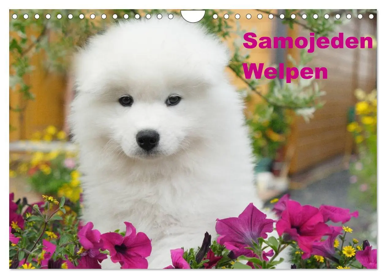 Cover: 9783516147285 | Samojeden Welpen (Wandkalender 2026 DIN A4 quer), CALVENDO...