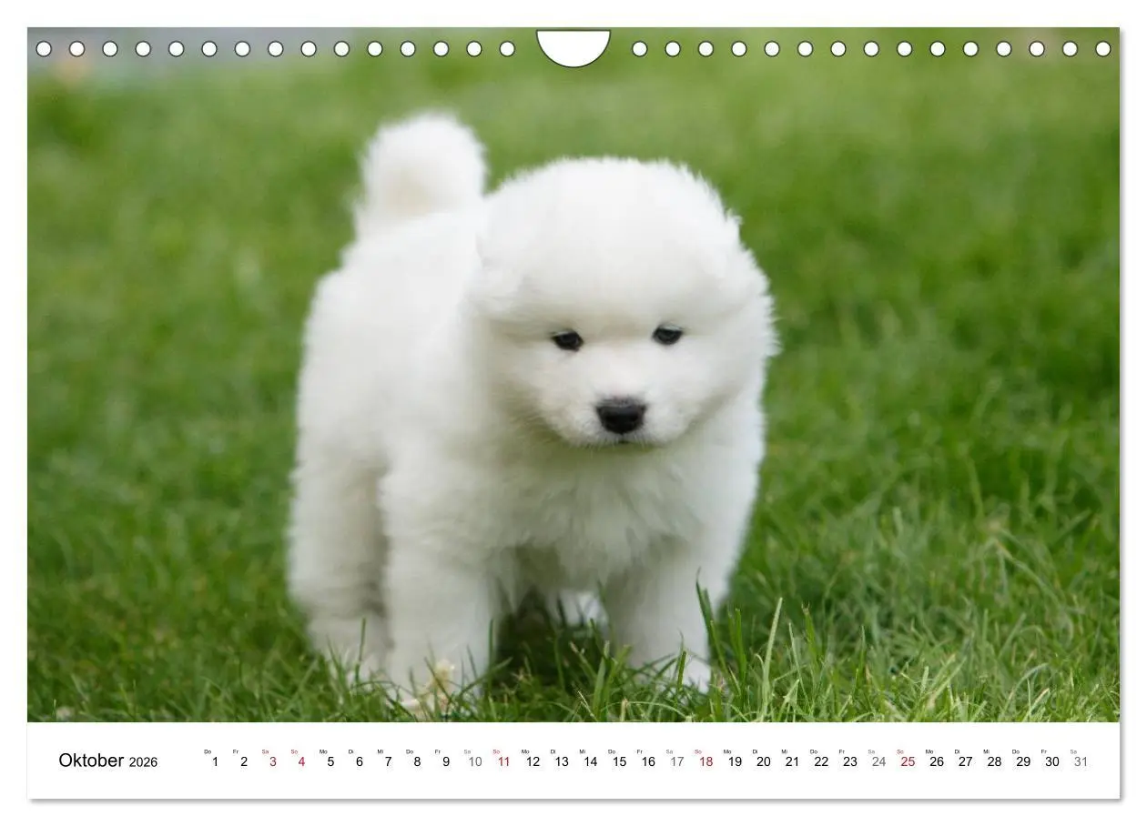 Bild: 9783516147285 | Samojeden Welpen (Wandkalender 2026 DIN A4 quer), CALVENDO...