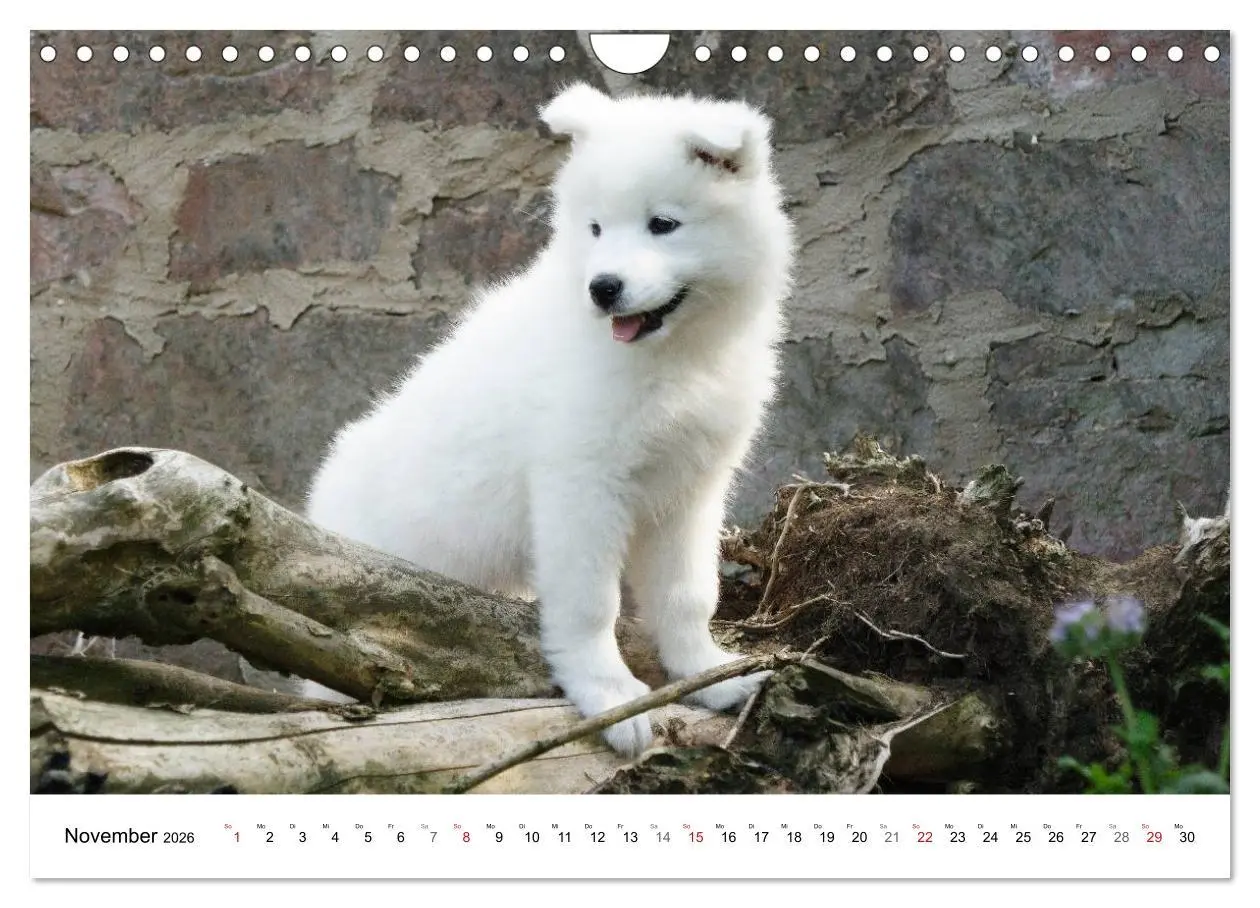 Bild: 9783516147285 | Samojeden Welpen (Wandkalender 2026 DIN A4 quer), CALVENDO...