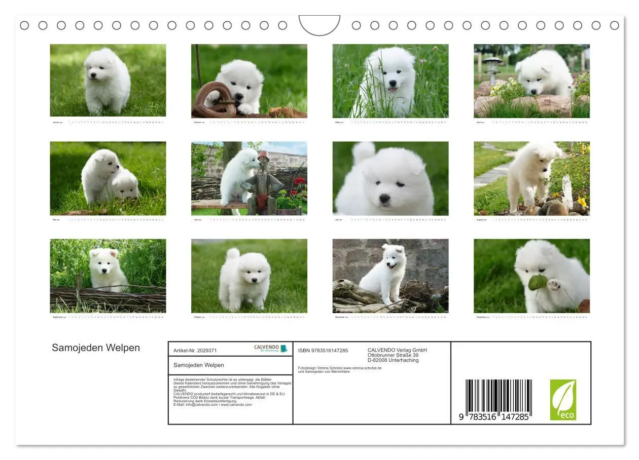 Bild: 9783516147285 | Samojeden Welpen (Wandkalender 2026 DIN A4 quer), CALVENDO...
