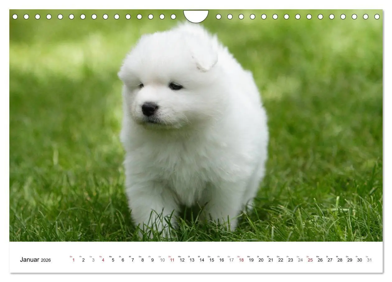 Bild: 9783516147285 | Samojeden Welpen (Wandkalender 2026 DIN A4 quer), CALVENDO...