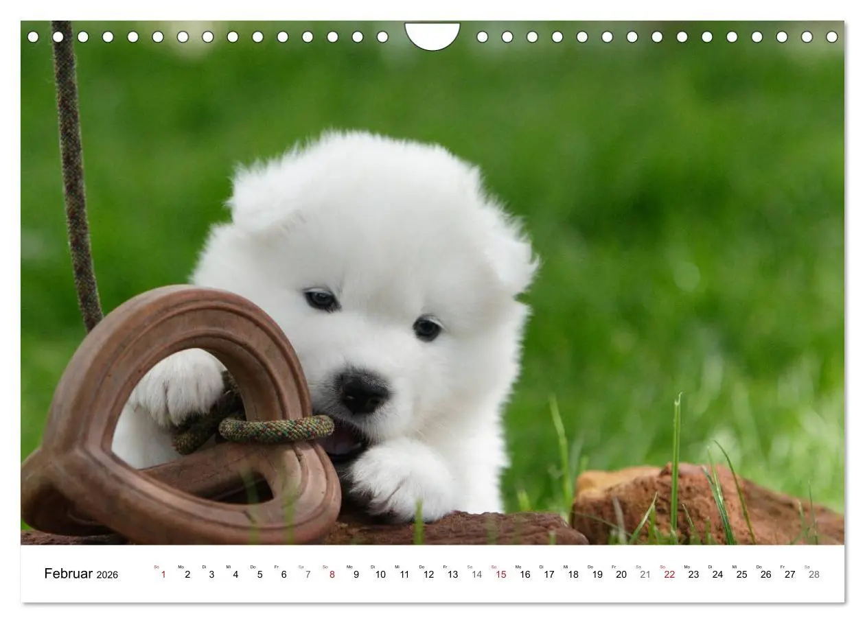 Bild: 9783516147285 | Samojeden Welpen (Wandkalender 2026 DIN A4 quer), CALVENDO...