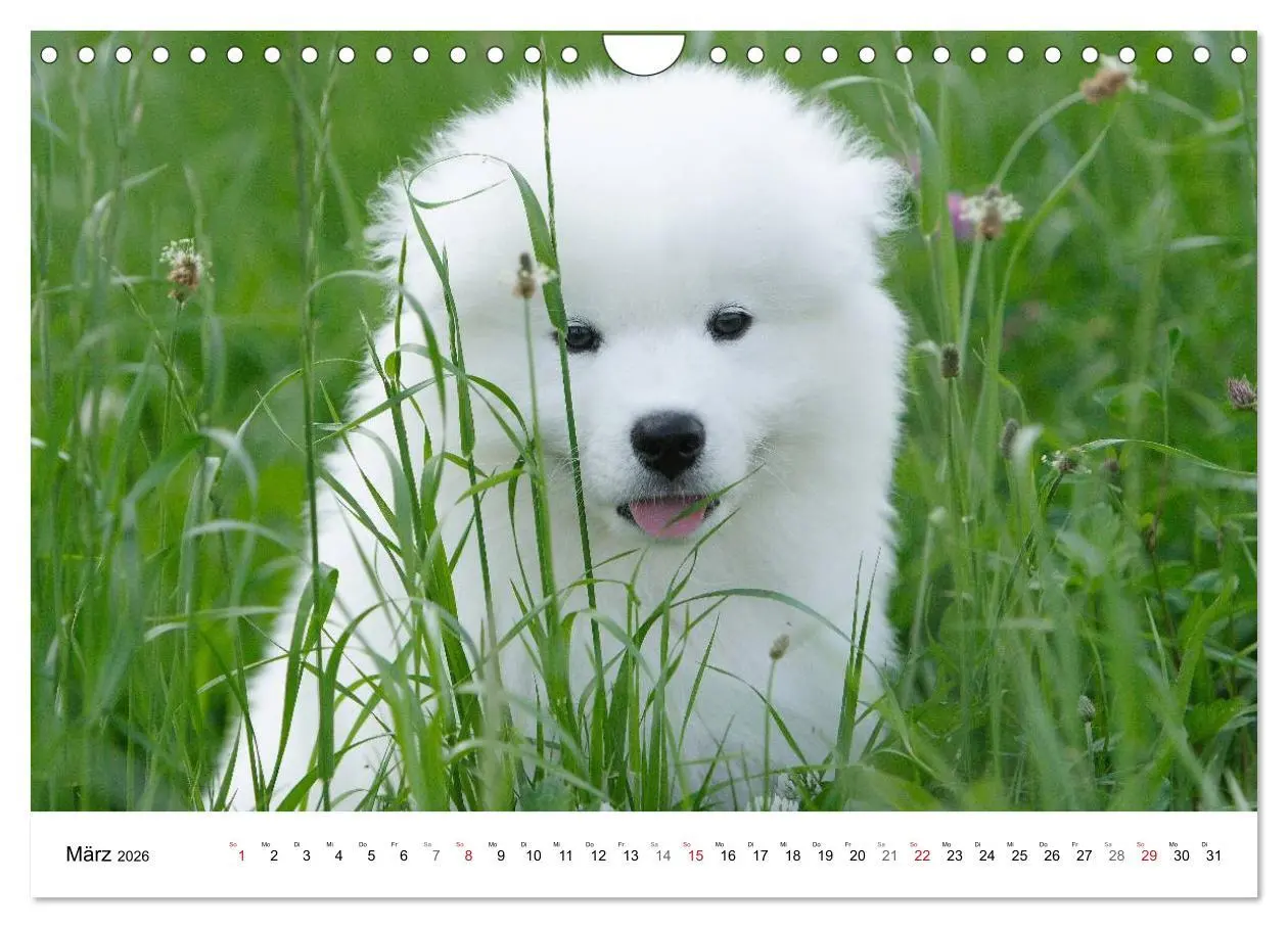 Bild: 9783516147285 | Samojeden Welpen (Wandkalender 2026 DIN A4 quer), CALVENDO...