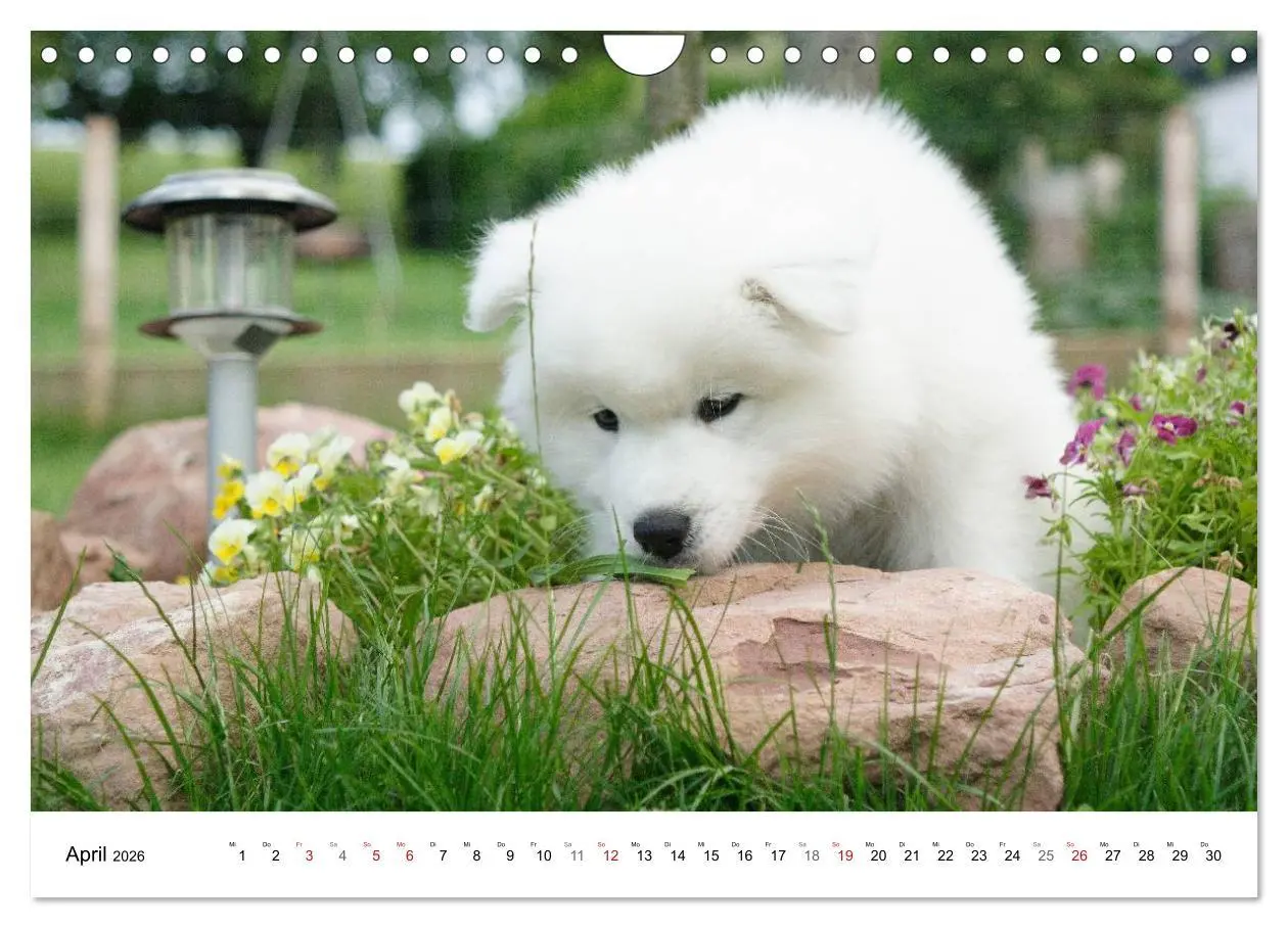 Bild: 9783516147285 | Samojeden Welpen (Wandkalender 2026 DIN A4 quer), CALVENDO...