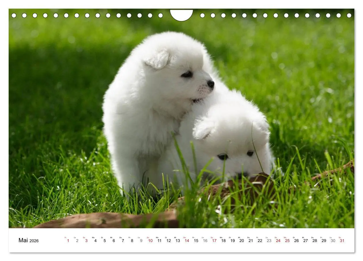 Bild: 9783516147285 | Samojeden Welpen (Wandkalender 2026 DIN A4 quer), CALVENDO...
