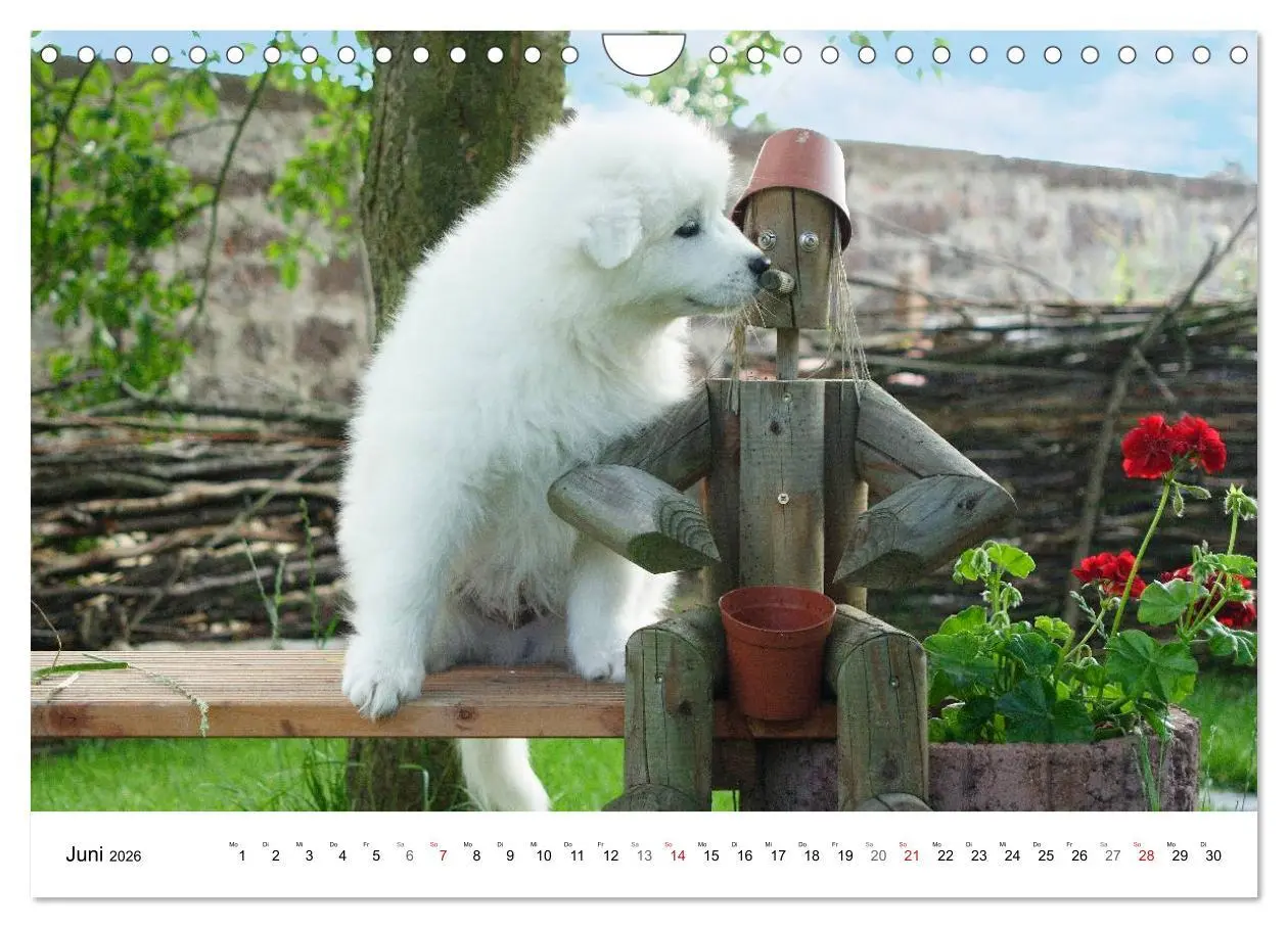 Bild: 9783516147285 | Samojeden Welpen (Wandkalender 2026 DIN A4 quer), CALVENDO...