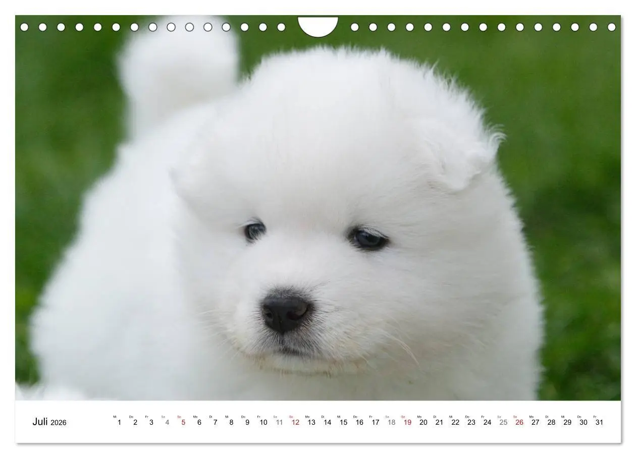 Bild: 9783516147285 | Samojeden Welpen (Wandkalender 2026 DIN A4 quer), CALVENDO...