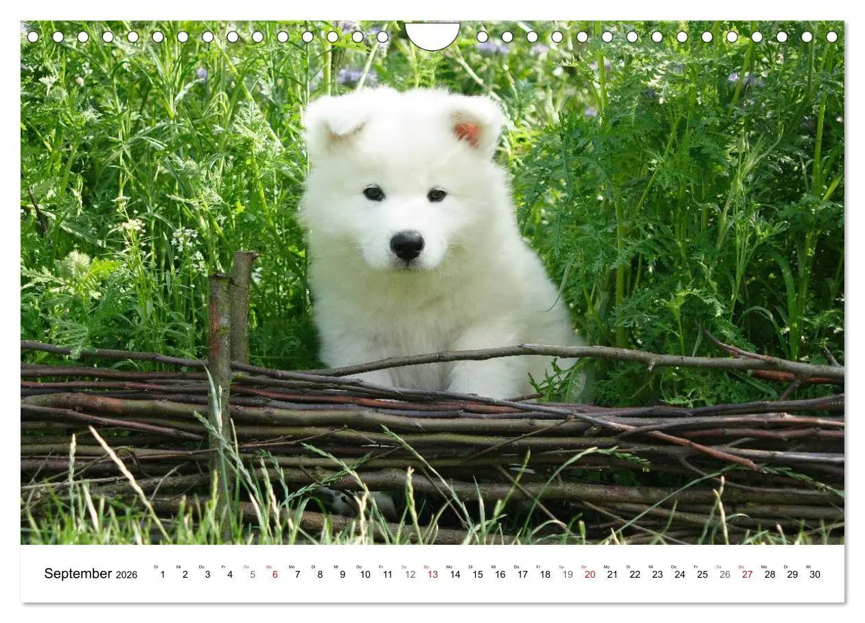 Bild: 9783516147285 | Samojeden Welpen (Wandkalender 2026 DIN A4 quer), CALVENDO...