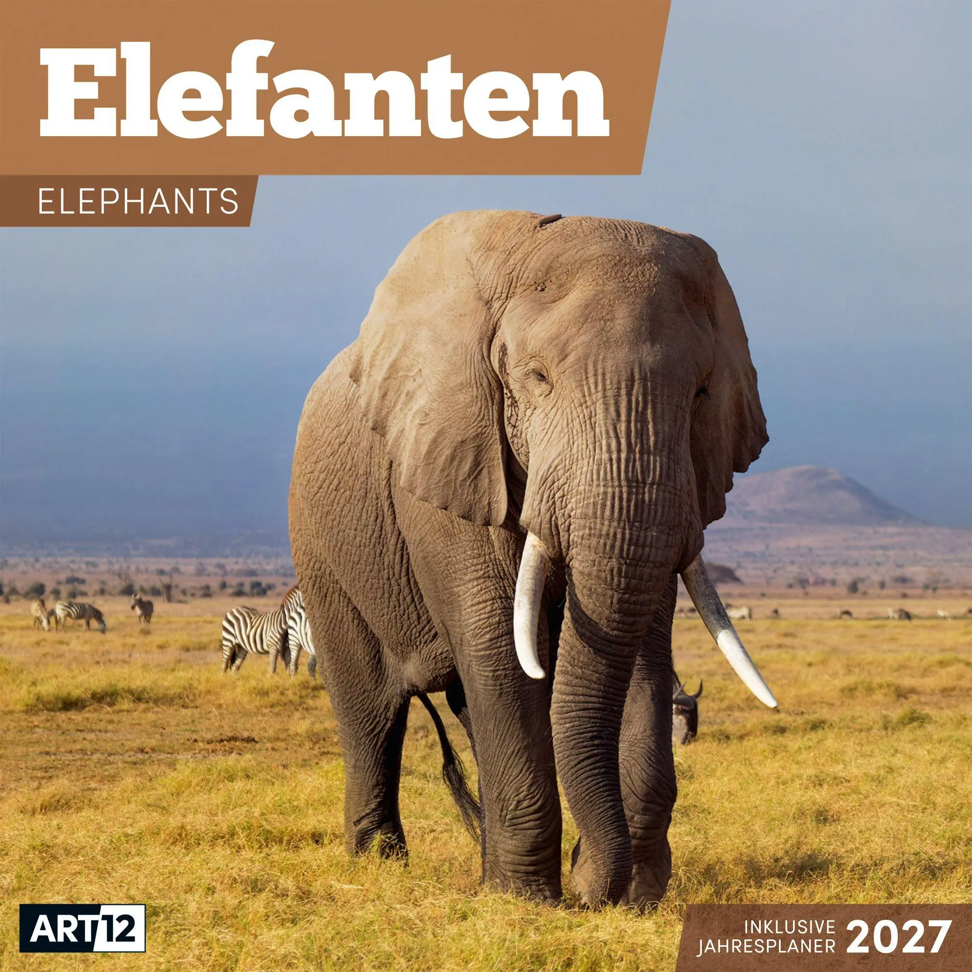 Cover: 9783838447285 | Elefanten Kalender 2027 - 30x30 - Art12 | Ackermann Kunstverlag GmbH
