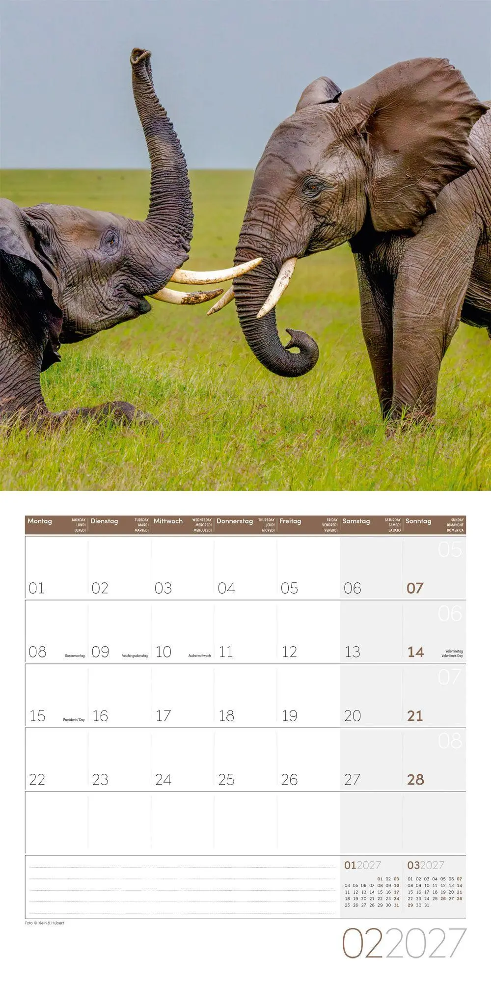 Bild: 9783838447285 | Elefanten Kalender 2027 - 30x30 - Art12 | Ackermann Kunstverlag GmbH
