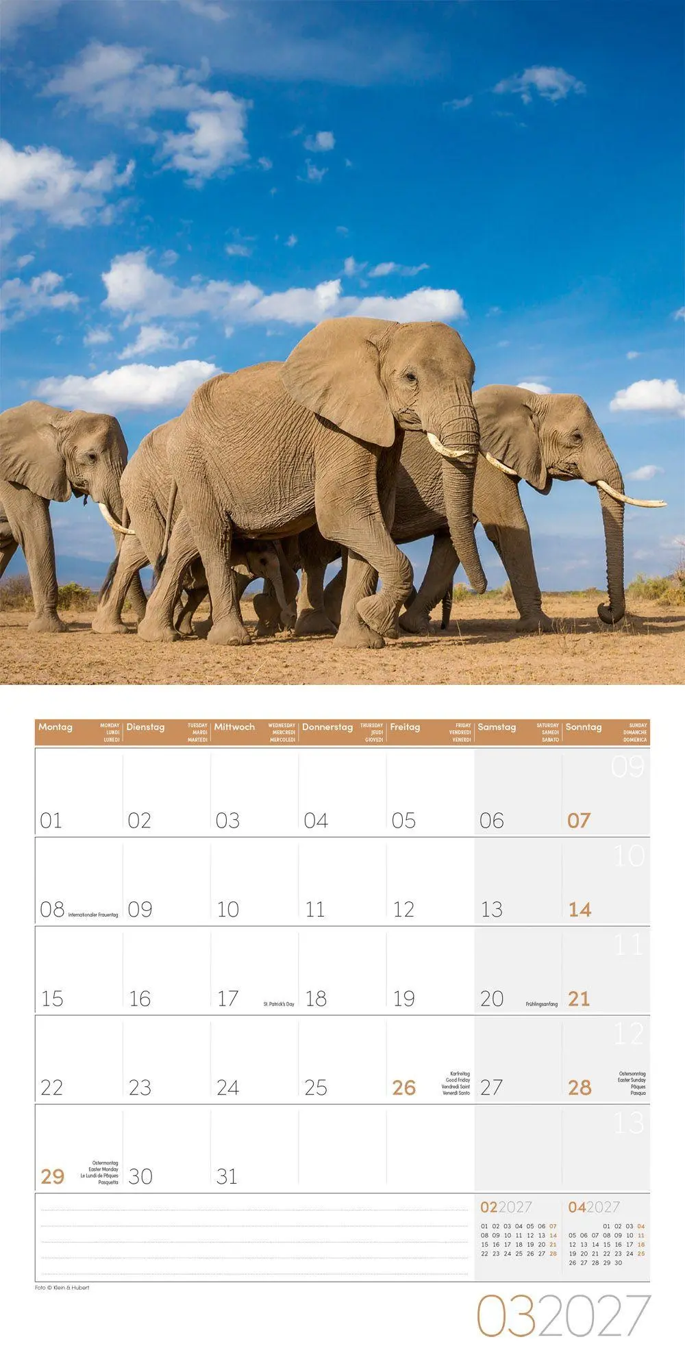 Bild: 9783838447285 | Elefanten Kalender 2027 - 30x30 - Art12 | Ackermann Kunstverlag GmbH