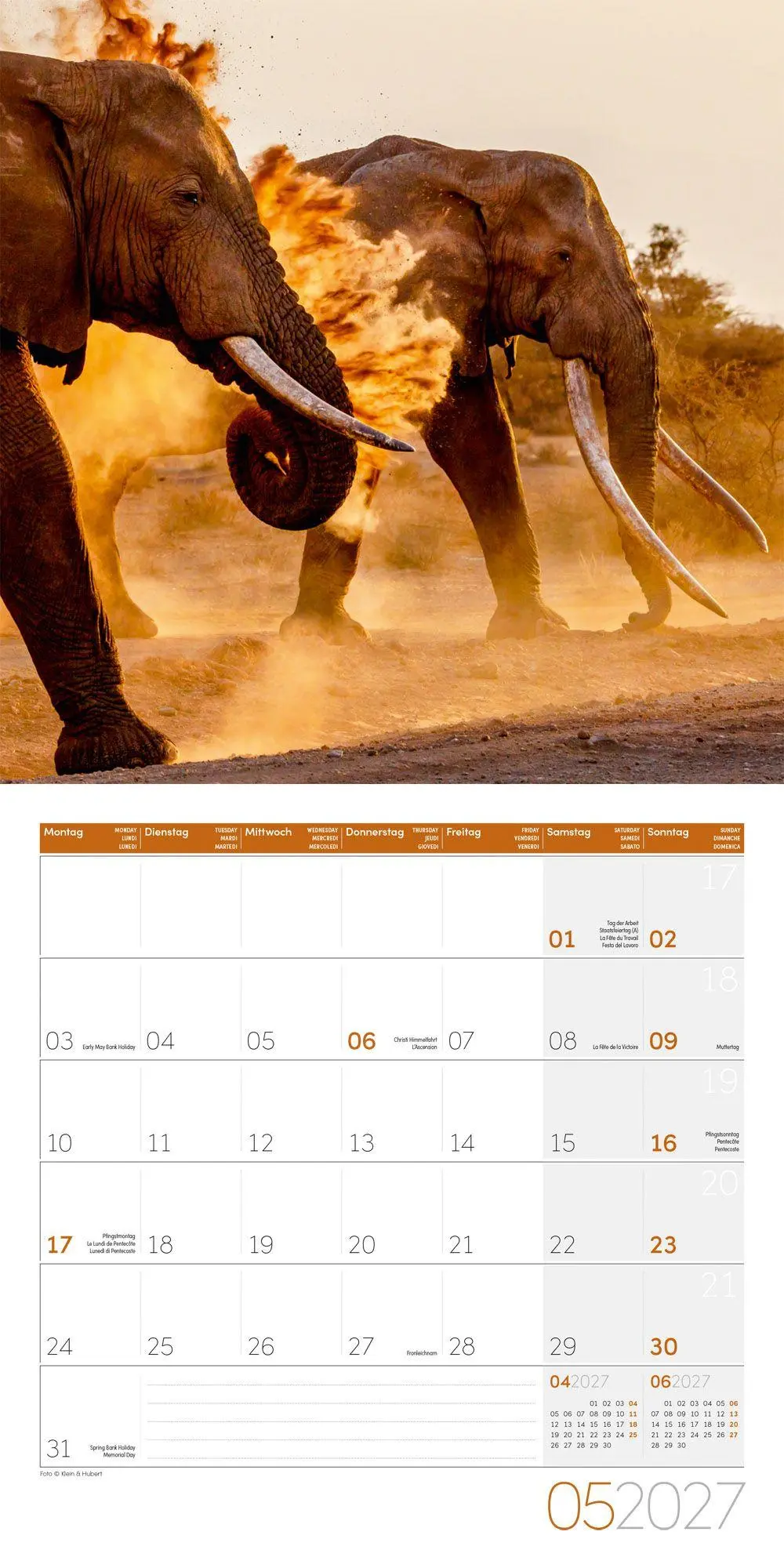 Bild: 9783838447285 | Elefanten Kalender 2027 - 30x30 - Art12 | Ackermann Kunstverlag GmbH