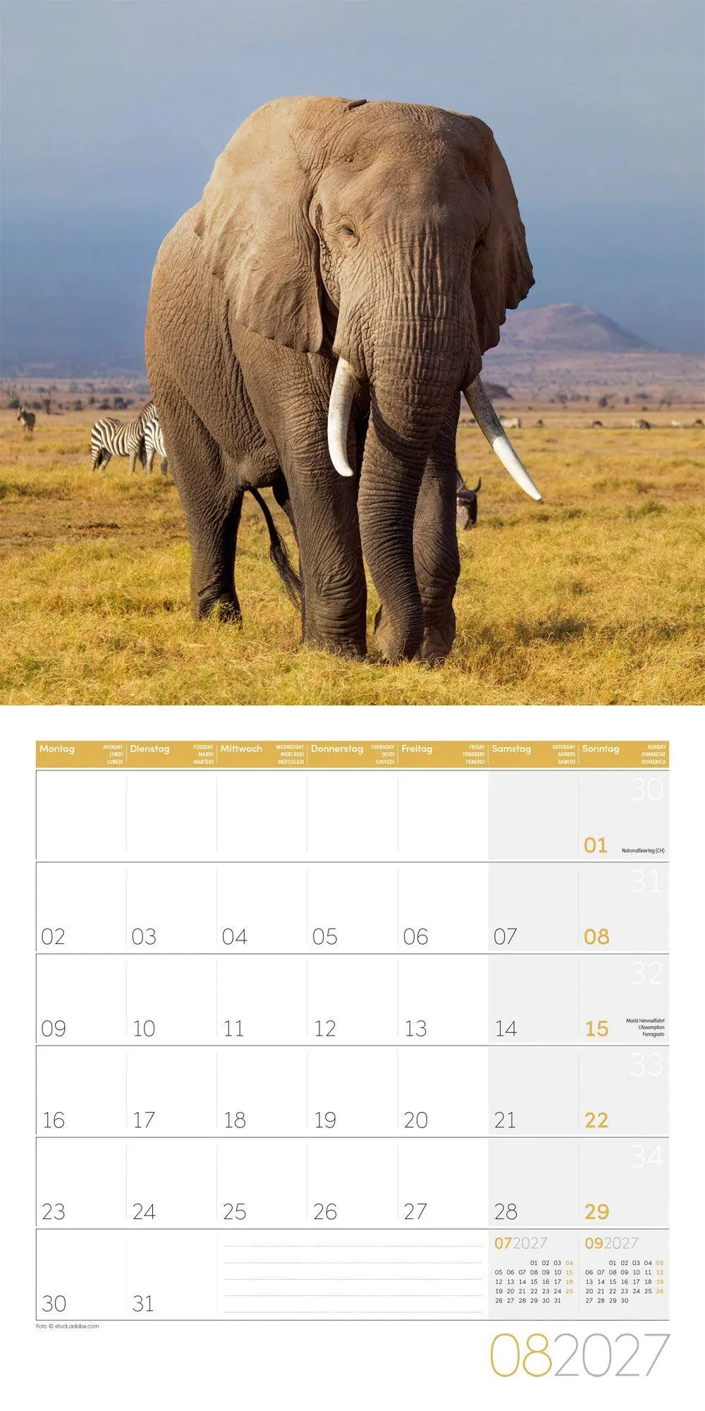 Bild: 9783838447285 | Elefanten Kalender 2027 - 30x30 - Art12 | Ackermann Kunstverlag GmbH