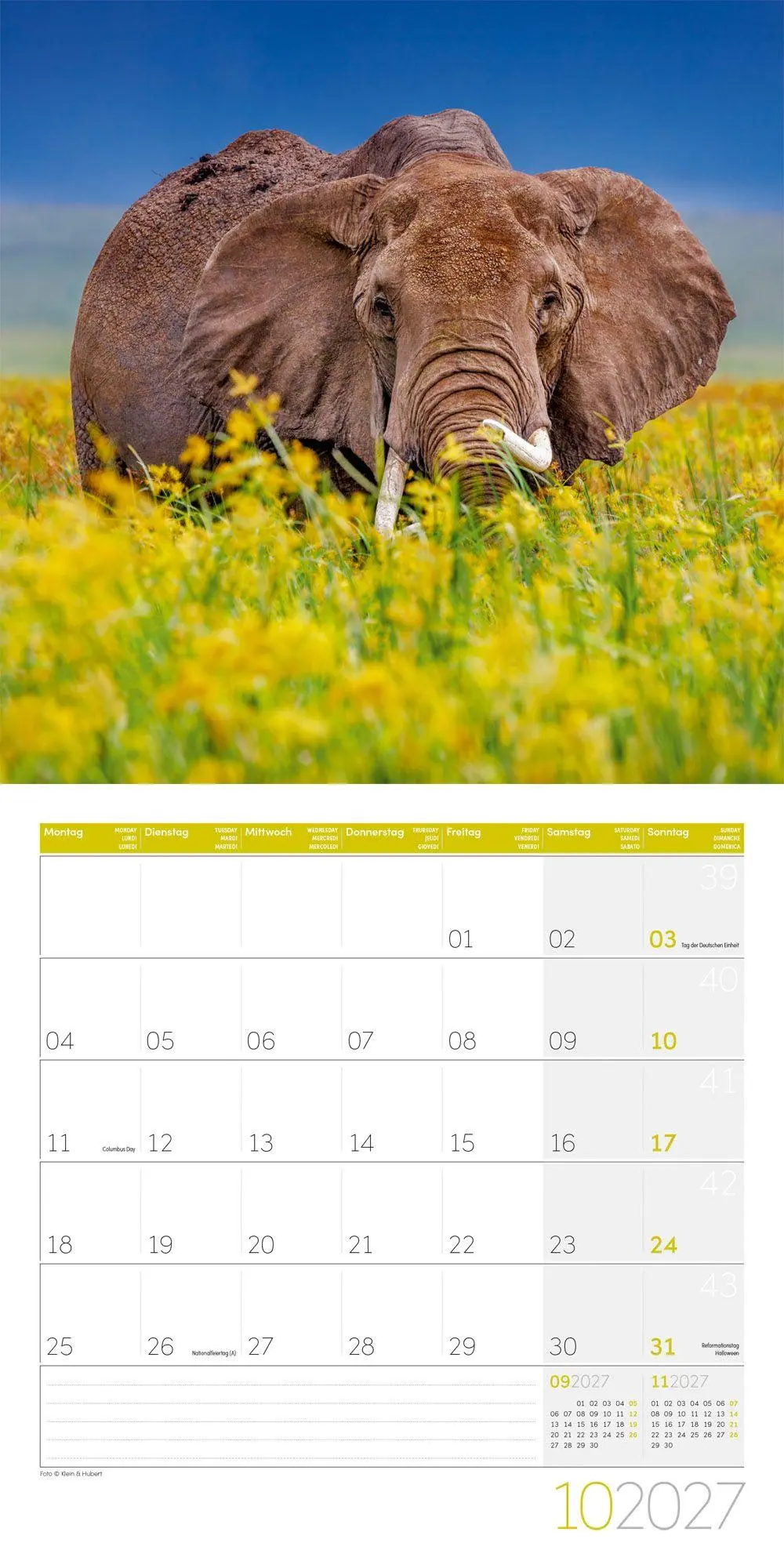 Bild: 9783838447285 | Elefanten Kalender 2027 - 30x30 - Art12 | Ackermann Kunstverlag GmbH