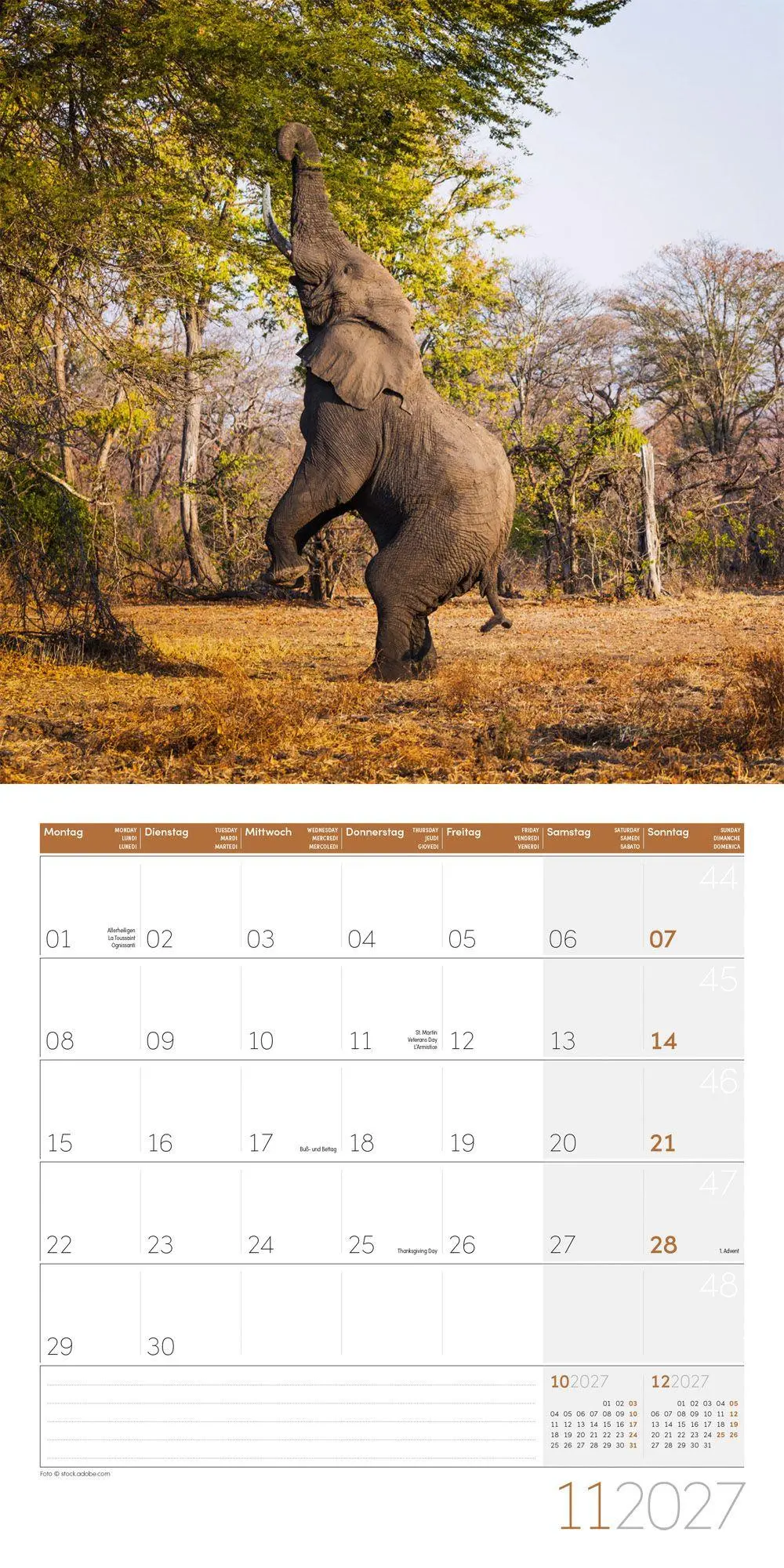 Bild: 9783838447285 | Elefanten Kalender 2027 - 30x30 - Art12 | Ackermann Kunstverlag GmbH