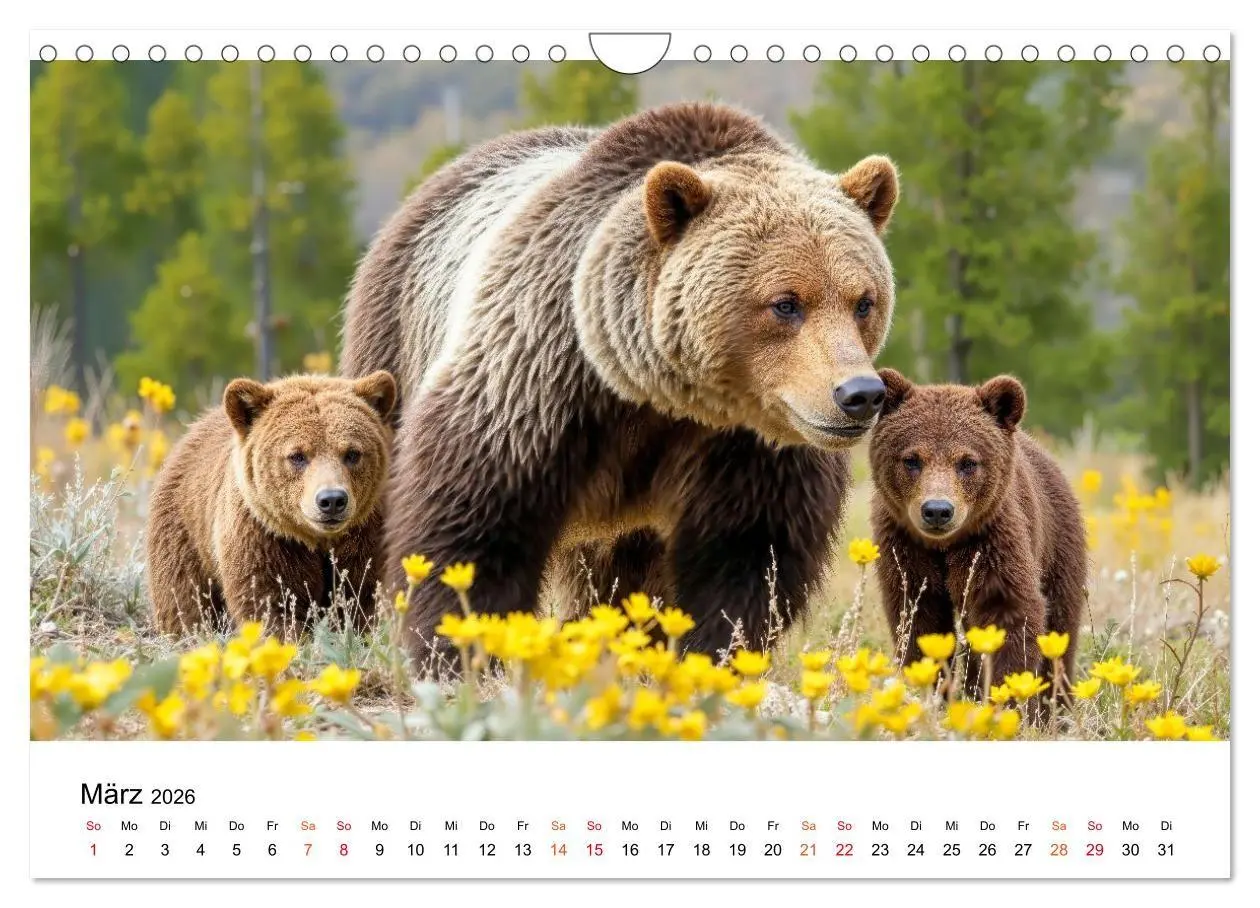Bild: 9783516687385 | Bären - Die Macht der Natur (Wandkalender 2026 DIN A4 quer),...