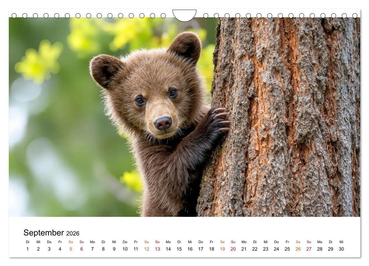 Bild: 9783516687385 | Bären - Die Macht der Natur (Wandkalender 2026 DIN A4 quer),...