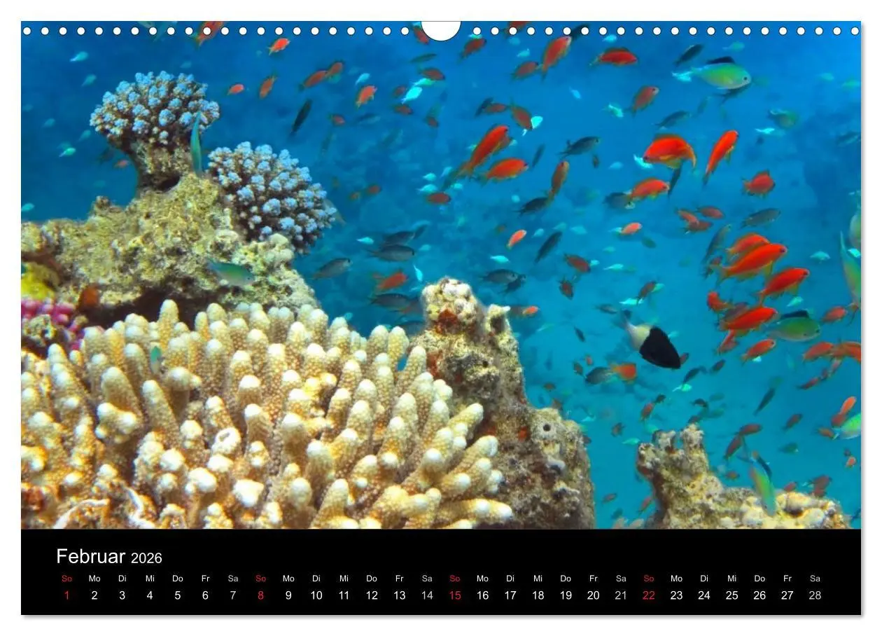 Bild: 9783516057485 | Riffleben - Einfach mal abtauchen (Wandkalender 2026 DIN A3 quer),...